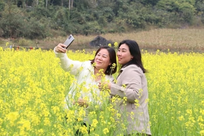 Du khách tham quan, chụp ảnh tại vườn hoa cải nhà ông Tiếp