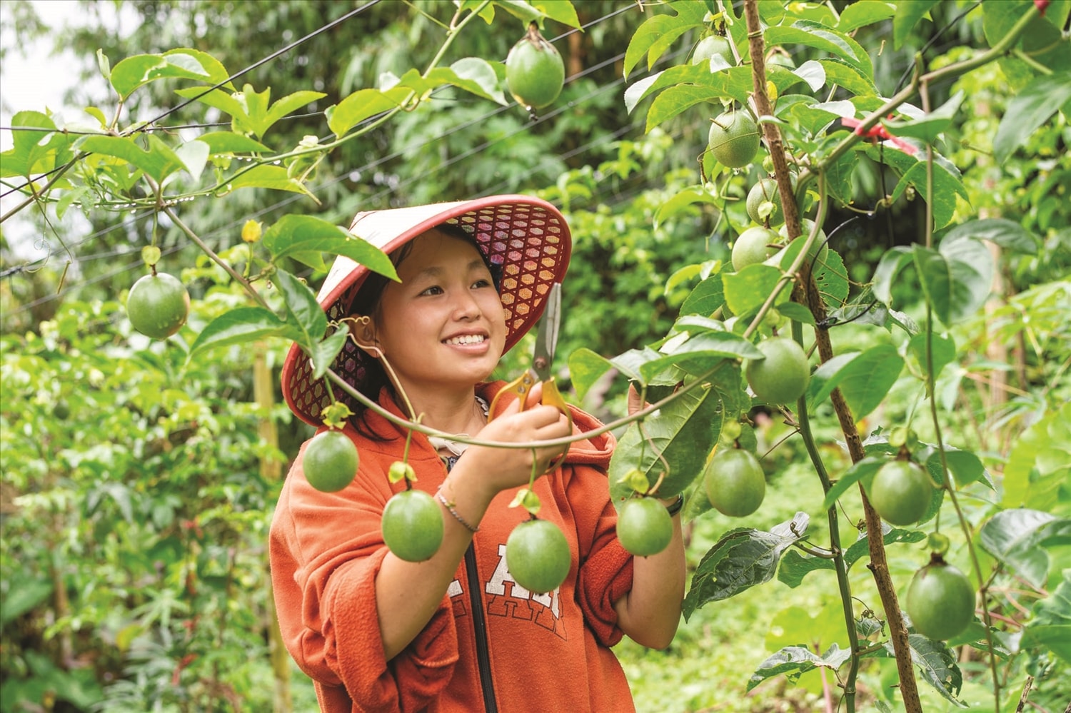 Cô gái dân tộc Mông Vàng Thị Hoa, thành viên nhóm thanh niên  tham gia Dự án “Nâng cao quyền năng kinh tế cho thanh niên tại Lai Châu” - tại vườn chanh leo của gia đình. Ảnh: Plan International Việt Nam