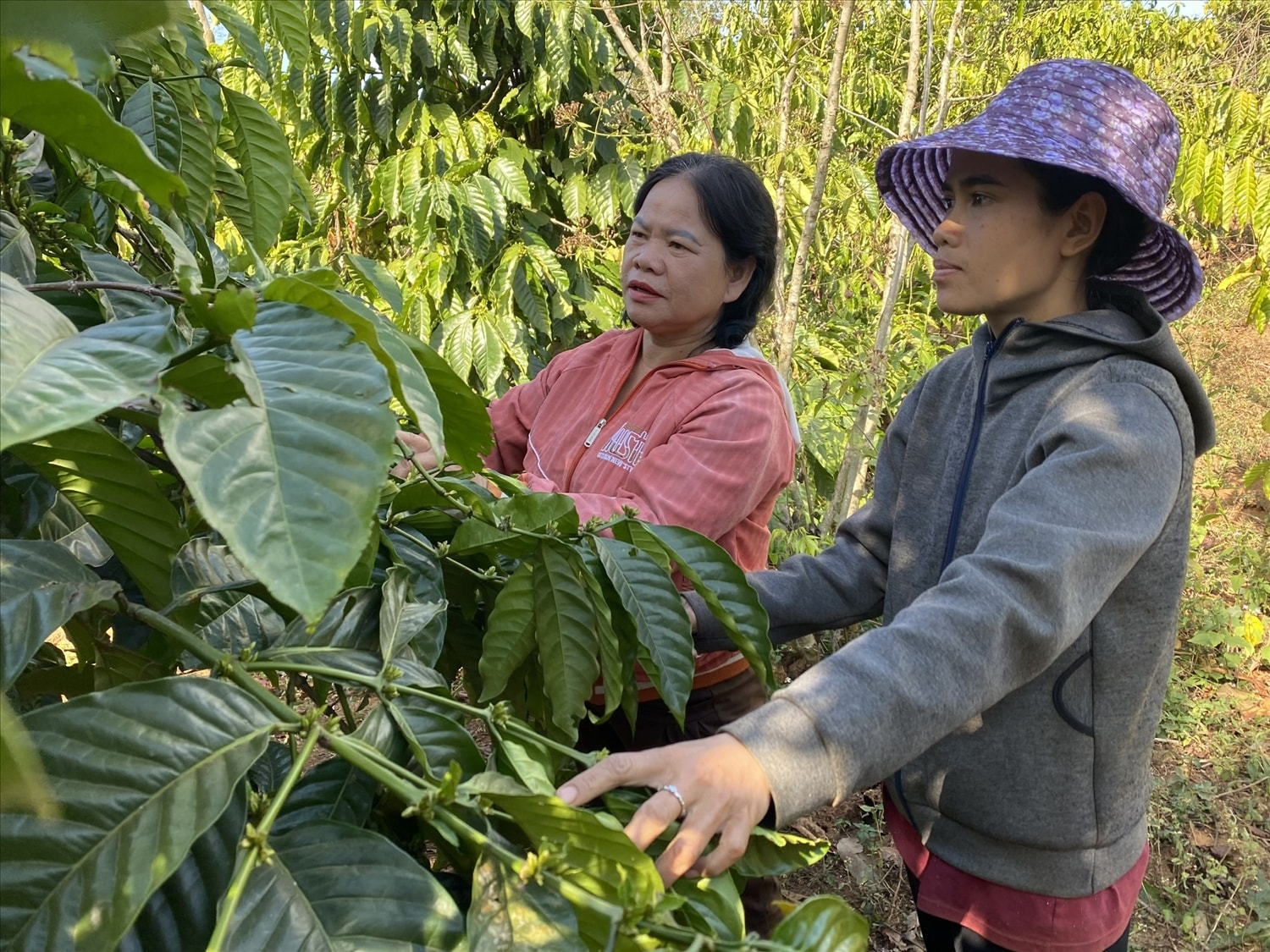 Cây cà phê mang lại cuộc sống ấm no cho đồng bào Xơ Đăng – nhánh Tơ Đrá ở làng Đăk Kơ Đêm. (Ảnh: Ngọc Chí)