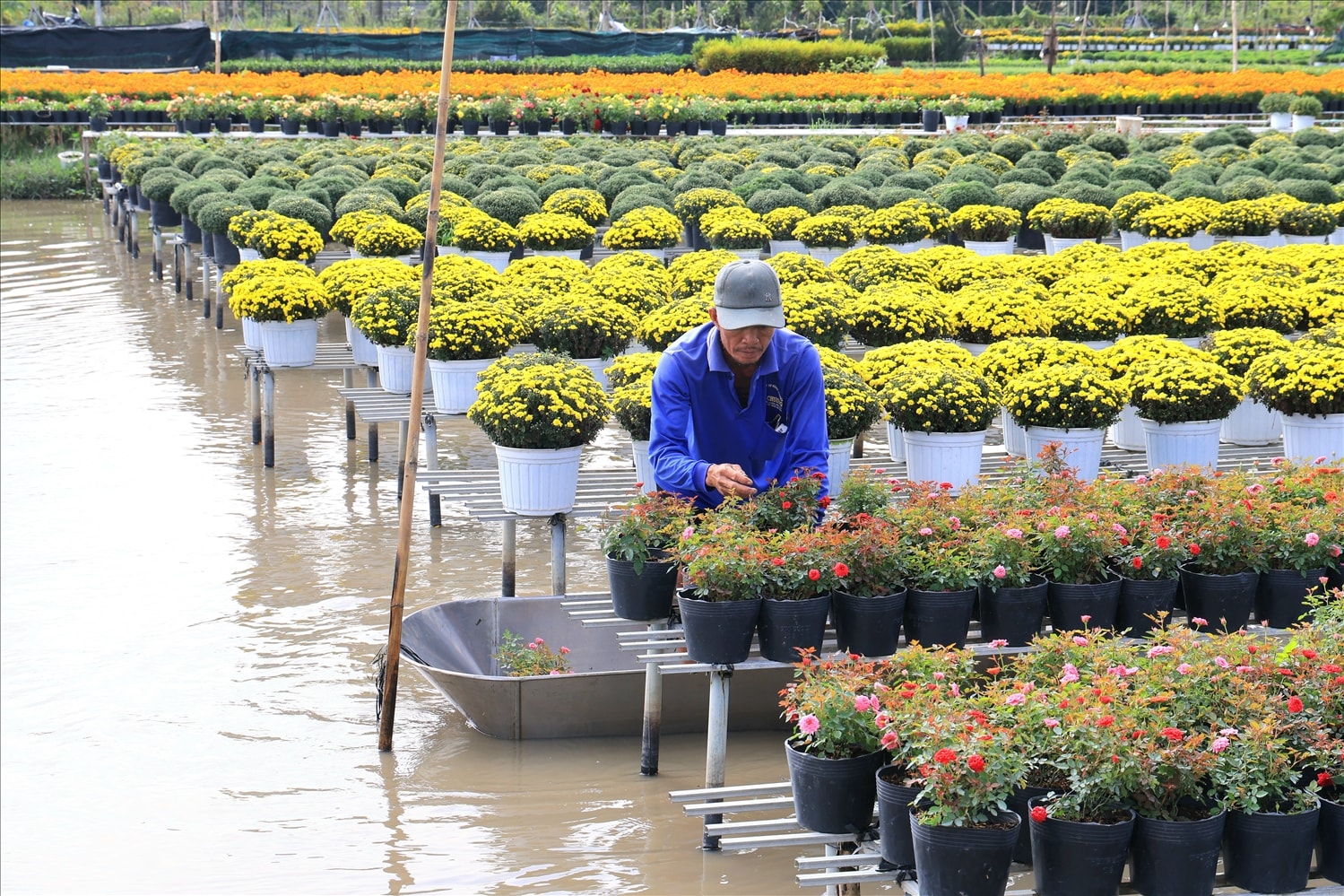 Ẩn trong mỗi sắc hoa là mồ hôi và tâm sức của những bàn tay chai sần của những người hằng ngày chăm sóc. (Ảnh: Trung Phạm)