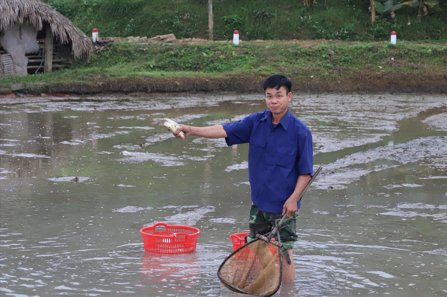 Các hộ tham gia mô hình nuôi cá chép ruộng được Nhà nước hỗ trợ 70% chi phí giống, người dân đối ứng 30%, qua đó giảm chi phí đầu tư ban đầu
