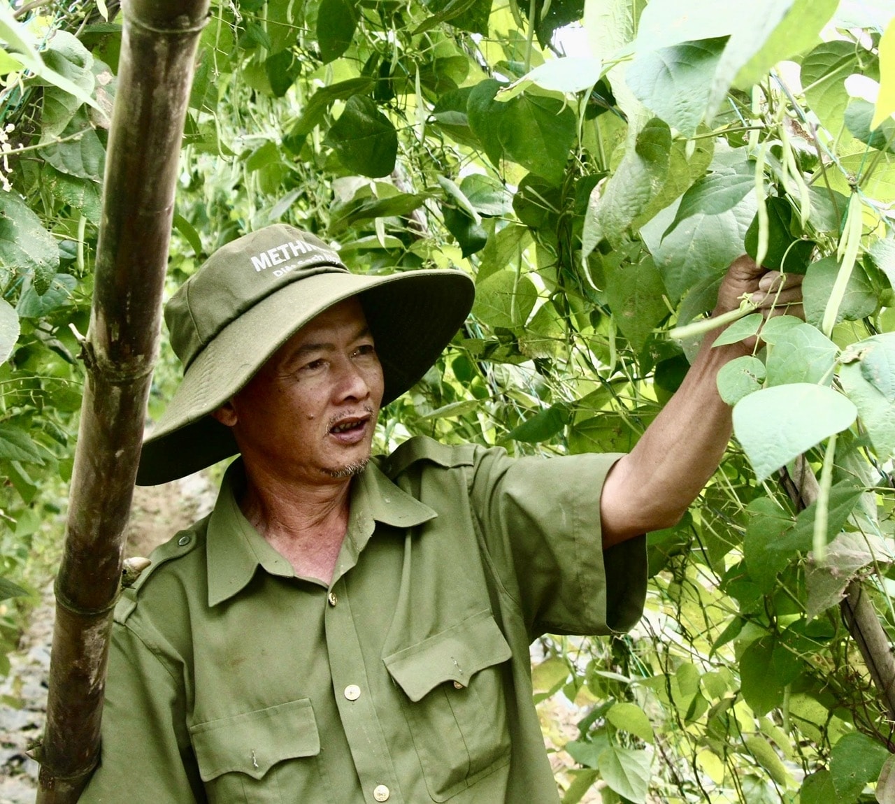Ông Phan Bảy hớn hở vì rau, đậu kịp ngày thu hoạch, lại được giá. (Ảnh NT)