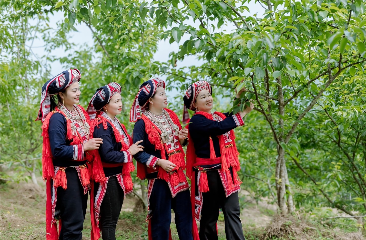 Mô hình phát triển sinh kế tiêu biểu thông qua cây trồng cho giá trị kinh tế cao tại xã Hồ Thầu, tỉnh Tuyên Quang (Ảnh: Vũ Mừng)