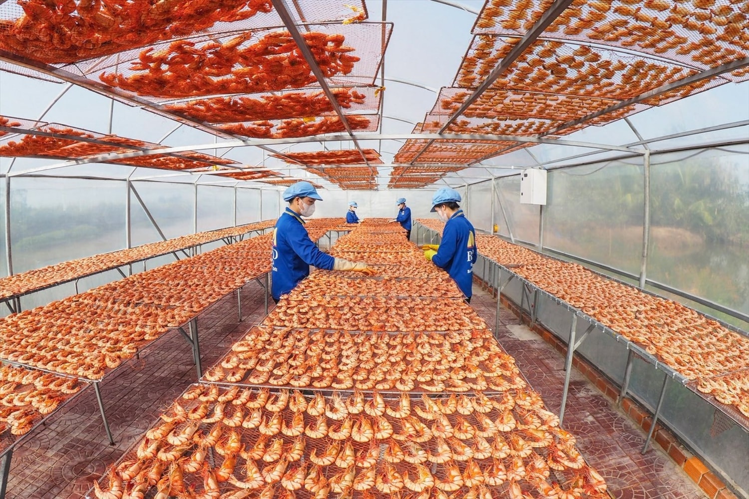 Không khí khẩn trương tại làng nghề làm tôm khô Cà Mau thời điểm cận Tết