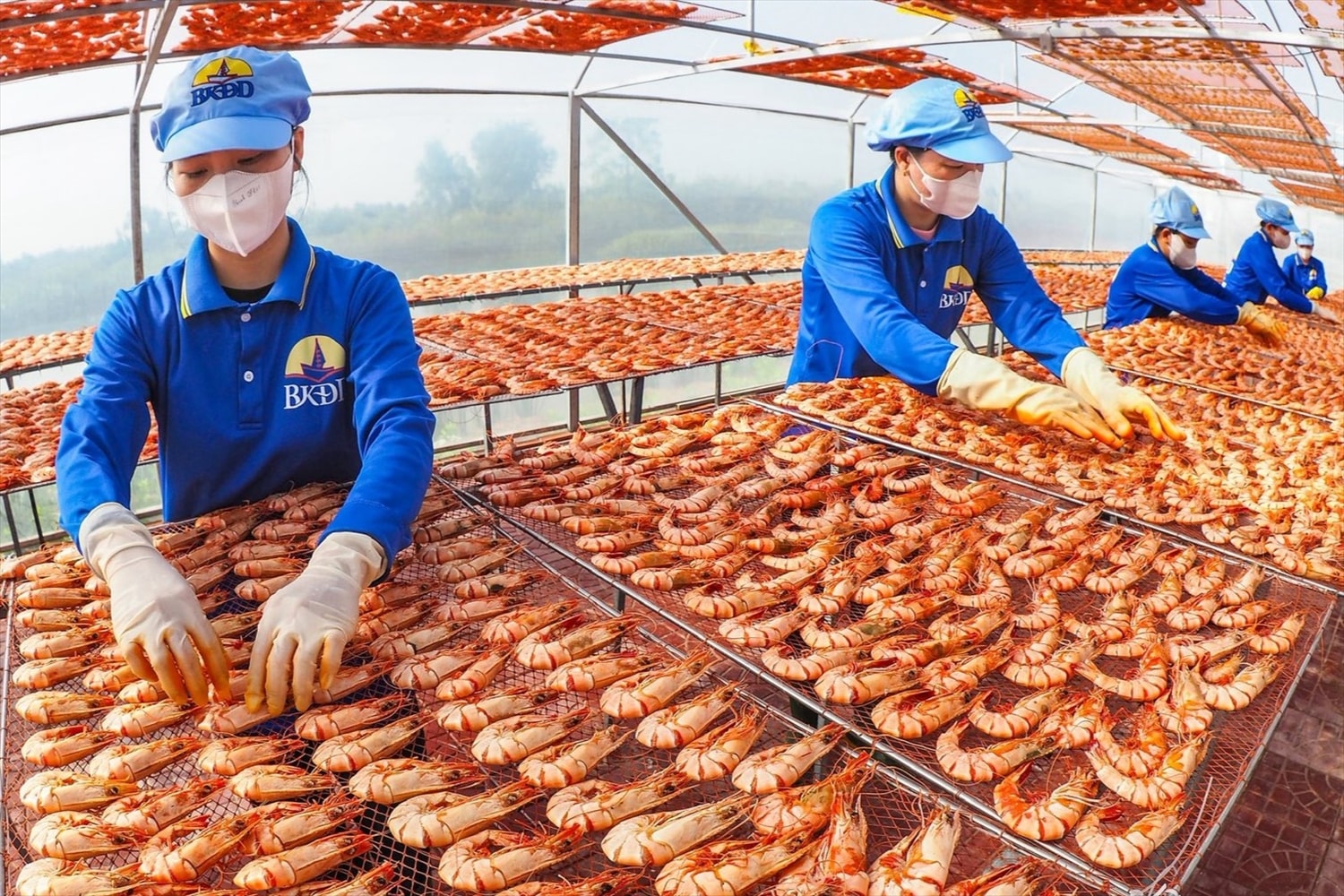 Đặc sản tôm khô Cà Mau được thị trường ưa chuộng vào ngày Tết
