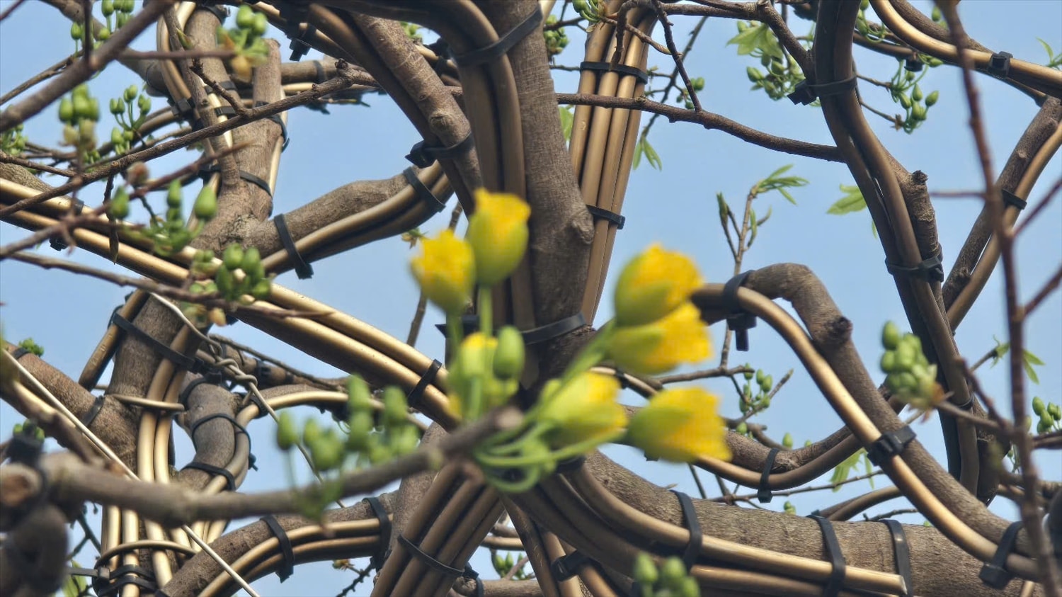 Hoa chưa nở rộ nhưng nụ đã căng tròn, ánh vàng ẩn hiện. Ảnh: Mỹ Dung