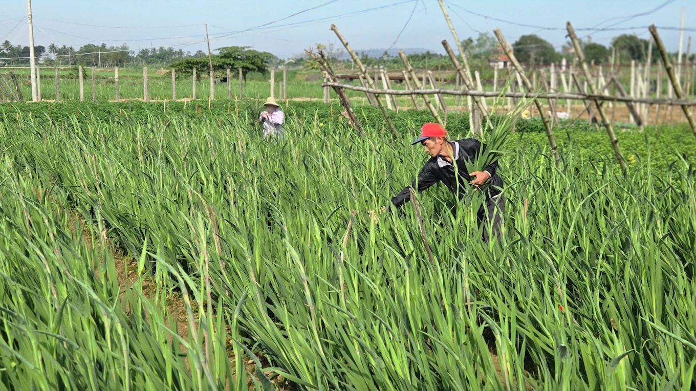 Người dân trồng hoa lay ơn xã An Phú đang khẩn trương thu hoạch hoa bán Tết. (Ảnh: (N.Đ)