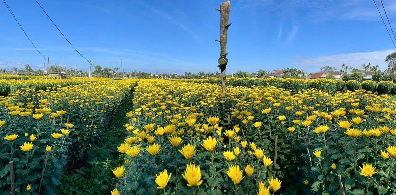 Hà Đông là một trong những làng hoa lớn nhất nhì ở Đà Nẵng. (Ảnh NT)
