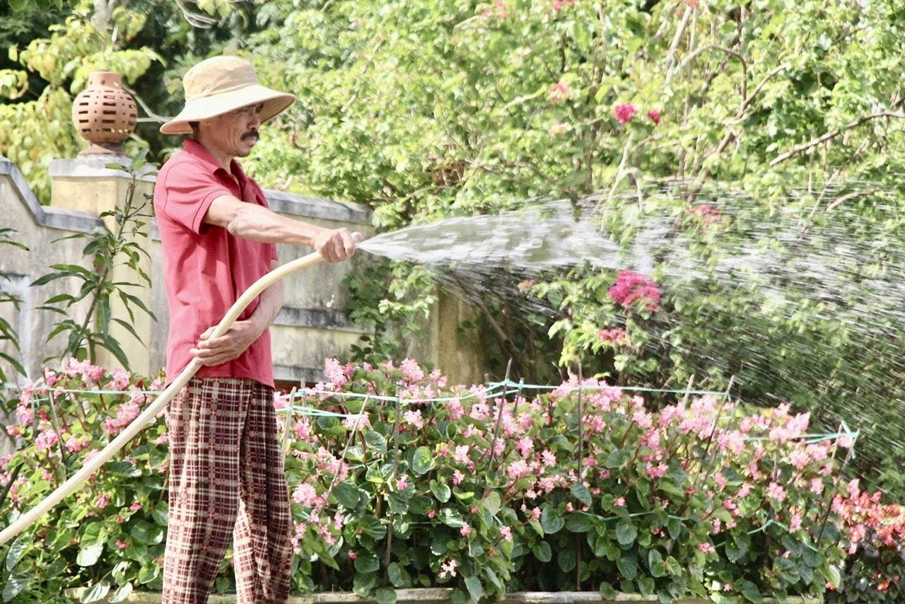 Ông Nguyễn Đức Hải đang chăm hoa để chuẩn bị giao cho thương lái. (Ảnh NT)