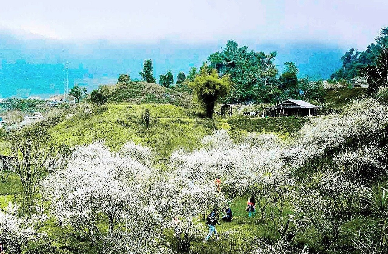 Hoa mận trắng núi rừng Mường Lống, báo hiệu Tết đến Xuân về nơi 