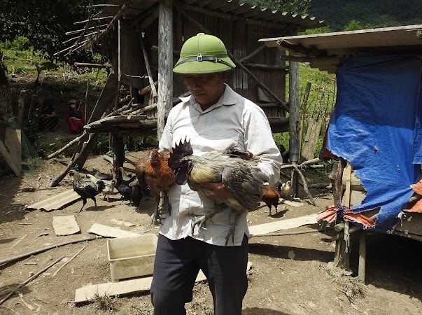 Lão nông Vừ Tồng Pó ở bản Mường Lống 1, xã Mường Lống với mô hình kinh tế từ chăn nuôi gà đen, trâu, bò...
