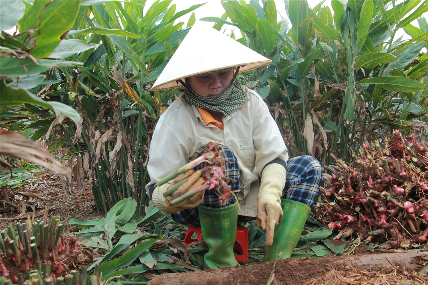 Người dân làm sạch, phân loại riềng sau thu hoạch 