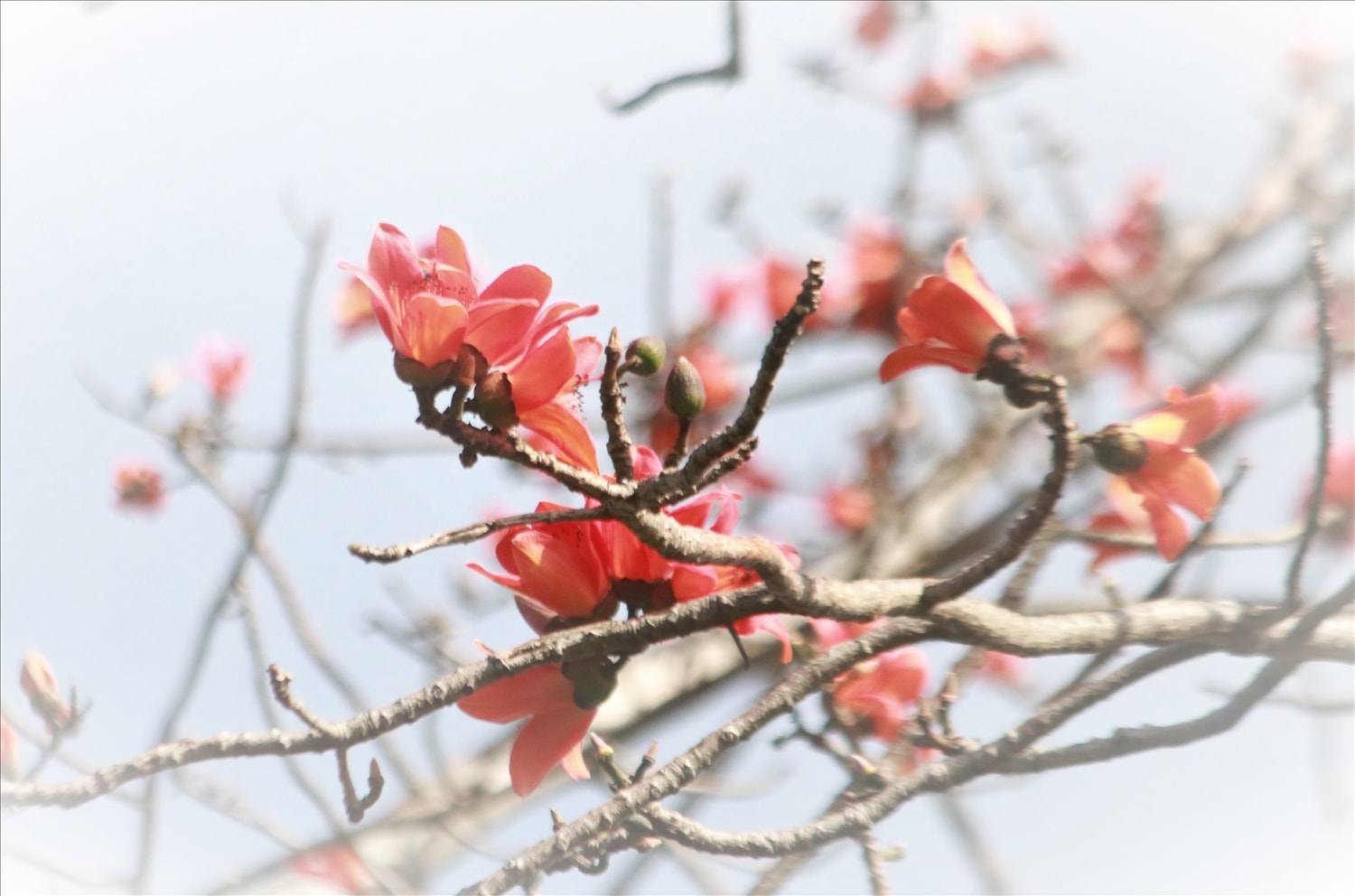 Với người dân Tây Nguyên, hoa Pơ lang gắn bó mật thiết với cuộc sống dân dã và đời sống tâm hồn. (Ảnh: N.C)