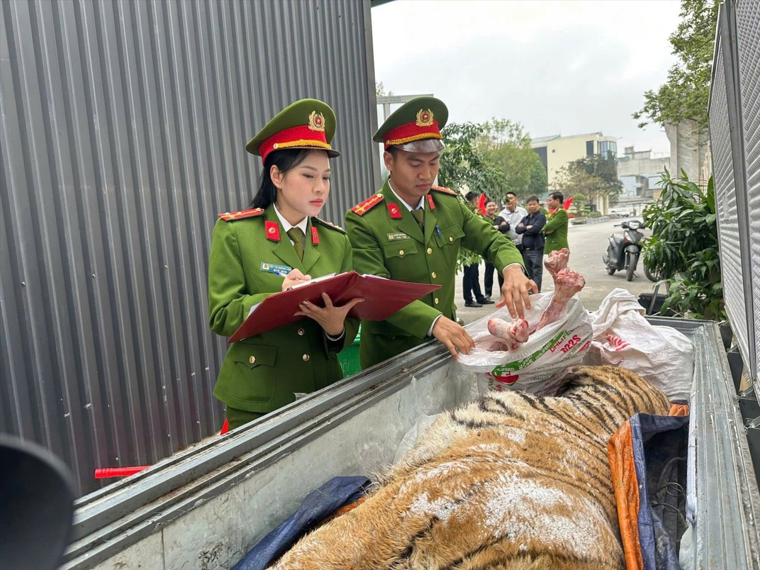 Tang vật là cá thể hổ được cơ quan chức năng thu giữ