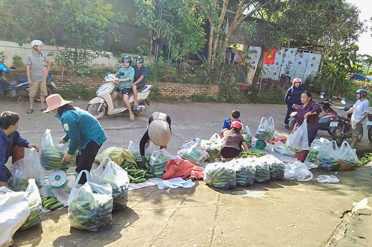 Điểm cân phối hợp cùng HTX Thành Đạt thu mua sản phẩm hàng ngày cho bà con. Việc ký kết hợp đồng theo giá thị trường (bình quân 7.500đ/kg)  giúp người dân yên tâm sản xuất
