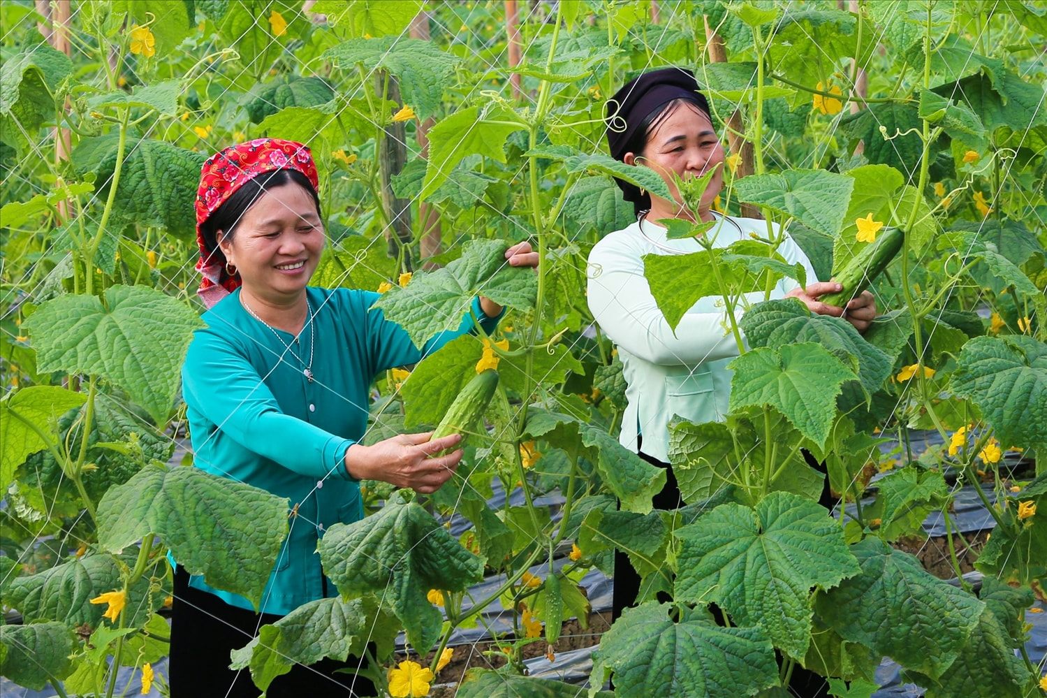 Chỉ sau 33 ngày gieo trồng cần mẫn dưới bàn tay của người nông dân Tày,  những cây dưa đã bắt đầu cho lứa quả đầu tiên