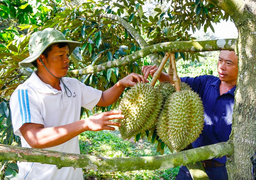 Cây sầu riêng giúp cho nhiều hộ đồng bào DTTS trở thành tỉ phú. (Ảnh: T.N)
