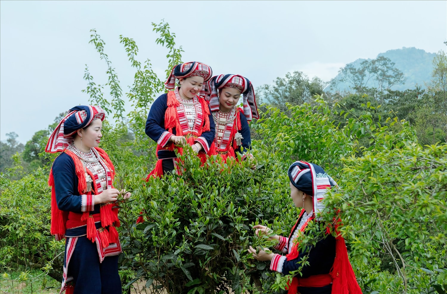 Đồng bào dân tộc Dao xã Hồ Thầu, tỉnh Tuyên Quang thu hoạch trà trên dãy Chiêu Lầu Thi