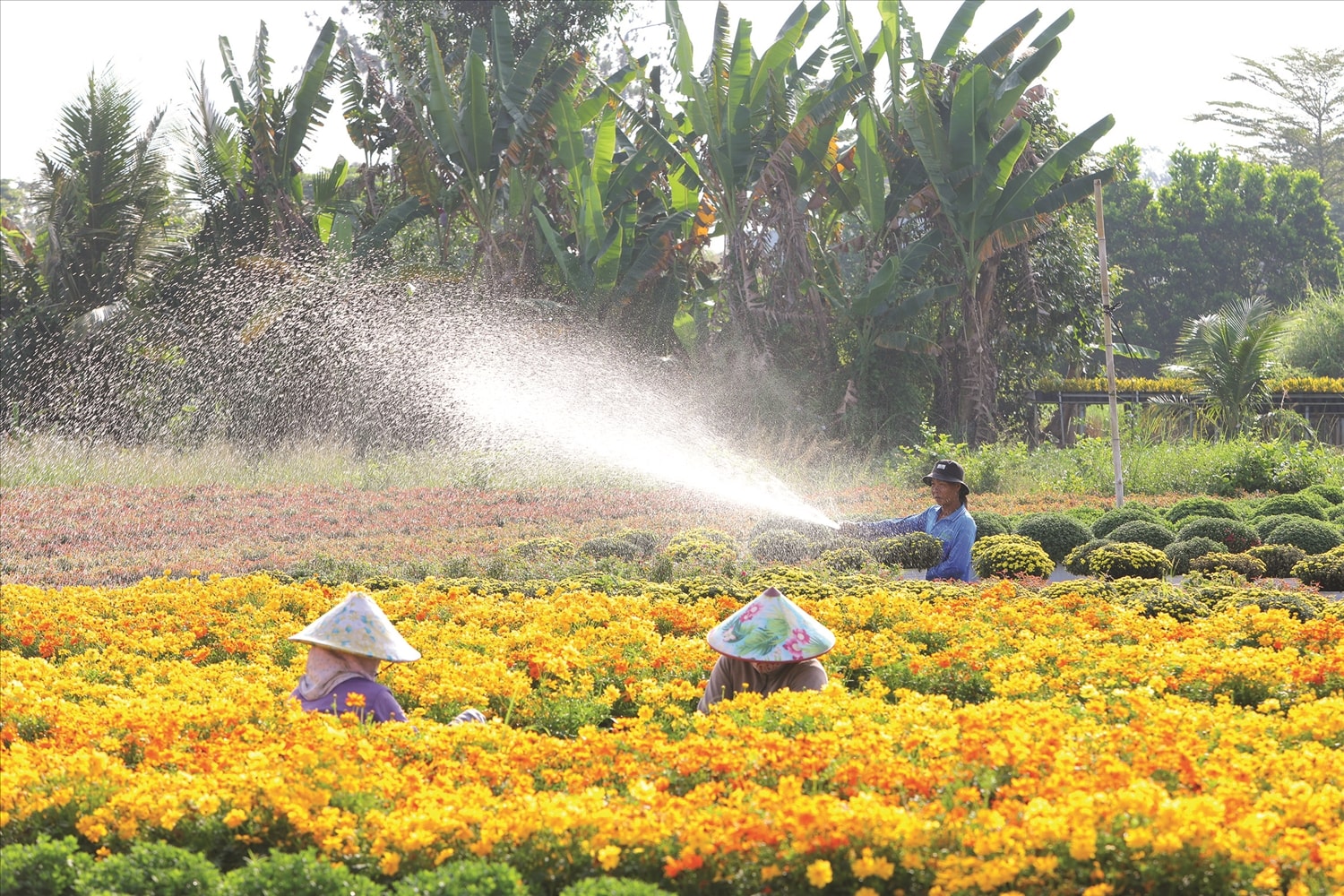 (BÁO IN) Đi tìm sắc Xuân ở đất trời phương Nam  3