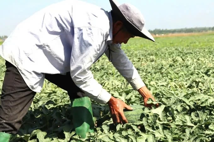 Ông Lê Văn Hậu chăm sóc tỉ mỉ từng quả dưa xanh tròn