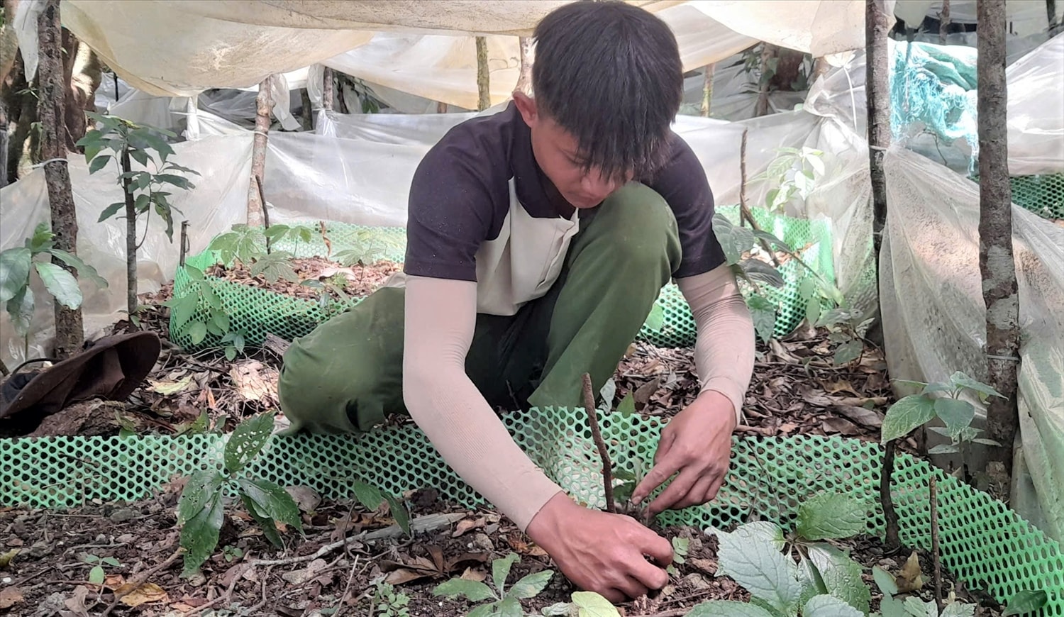 Các hộ dân trong Tổ trồng sâm Ngọc Linh ở xã Đăk Sao chăm sóc cây sâm Ngọc Linh sau kỳ nghỉ Tết