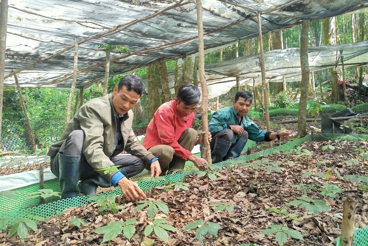 Sáng mùng 4 Tết, đồng bào Xơ Đăng xã Măng Ri lên rừng chăm sóc vườn sâm Ngọc Linh, với mong ước cây sâm sinh trường và phát triển tốt
