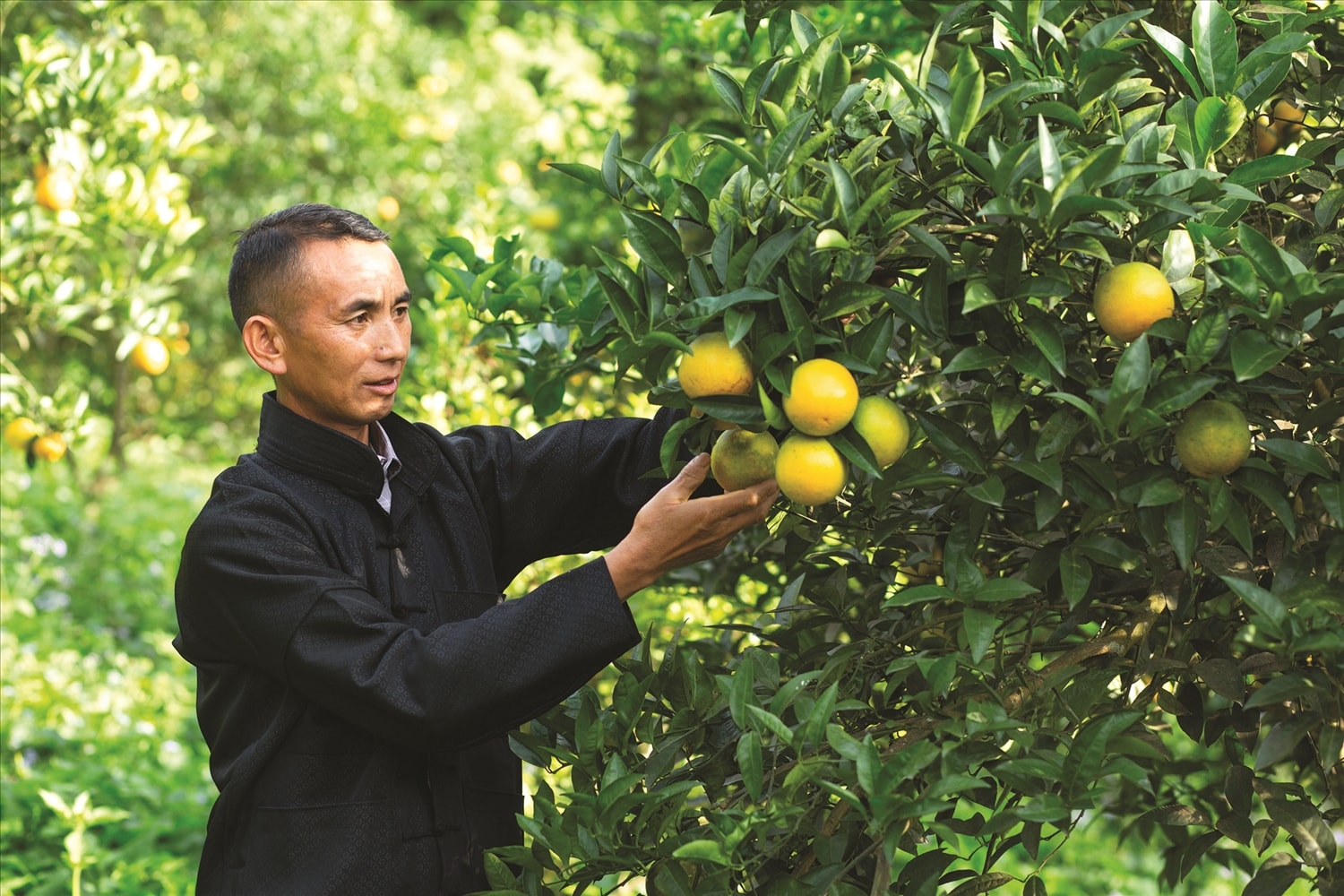 Ông Sùng Văn Sinh, Trưởng thôn, Người có uy tín thôn Suối Thầu, xã Pà Vầy Sủ,  tỉnh Tuyên Quang là tấm gương sáng về phát triển kinh tế. Ảnh Vũ Mừng