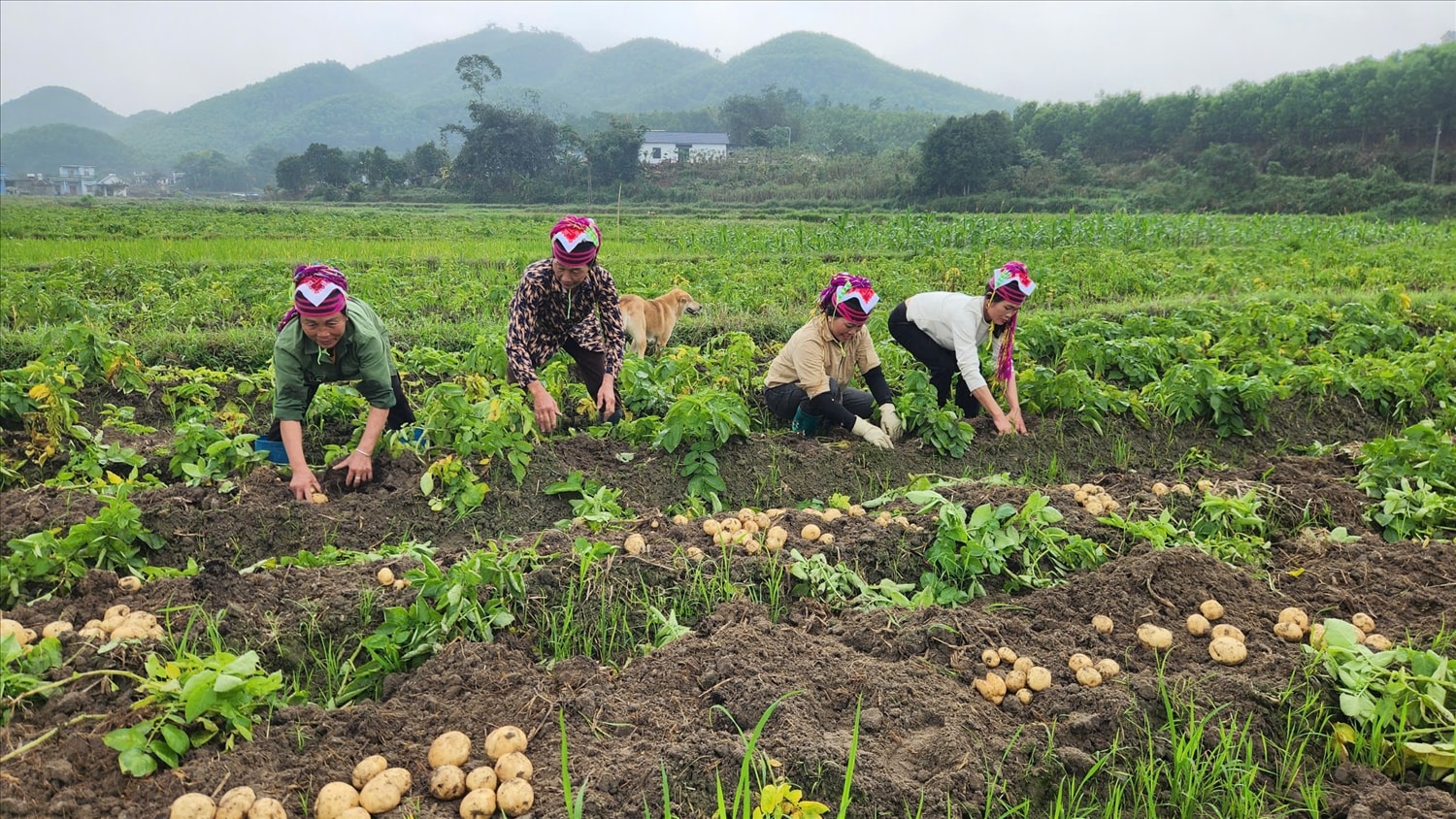 Bà con xã Quảng Đức tập trung thu hoạch khoai tây, chuẩn bị bước vào vụ mới