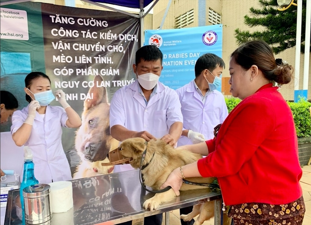 Các địa phương tỉnh Gia Lai tích cực triển khai tiêm phòng cho chó, mèo để phòng - chống bệnh dại. (Ảnh minh hoạ)
