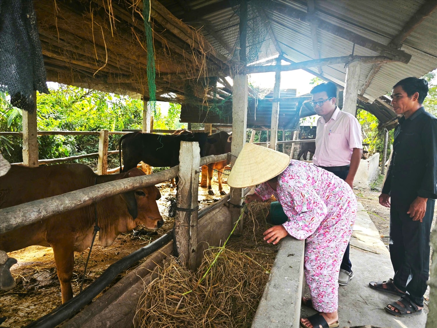 Nhờ nguồn vốn NHCSXH, gia đình ông bà  La Mo Ngục đầu tư phát triển chăn nuôi bò, mang lại thu nhập cao cho gia đình