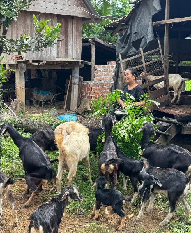 Đổi mới  hiệu quả mô hình chăn nuôi dê của một số hộ vay tại xã Liên Sơn Lắk