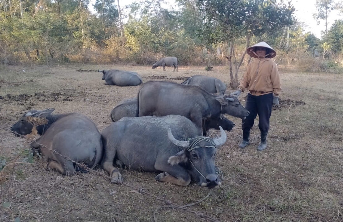 Chăn nuôi trâu mang lại hiệu quả kinh tế cao cho hộ H Goanh Du  ở buôn Yôk Đuôn
