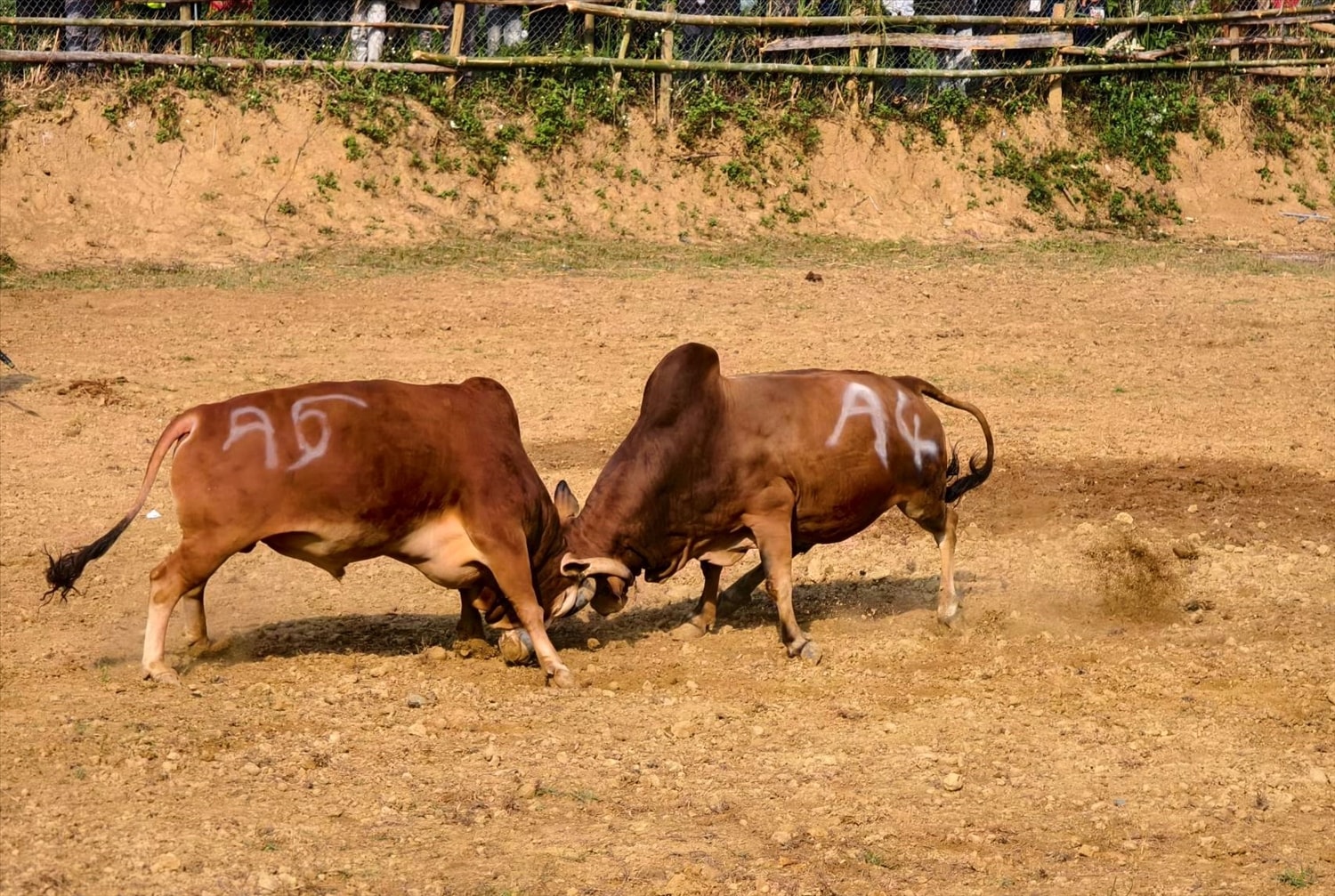 Em kg bài: Chọi bò - Nét đẹp văn hóa dân tộc Mông giữa Tây Nguyên 4
