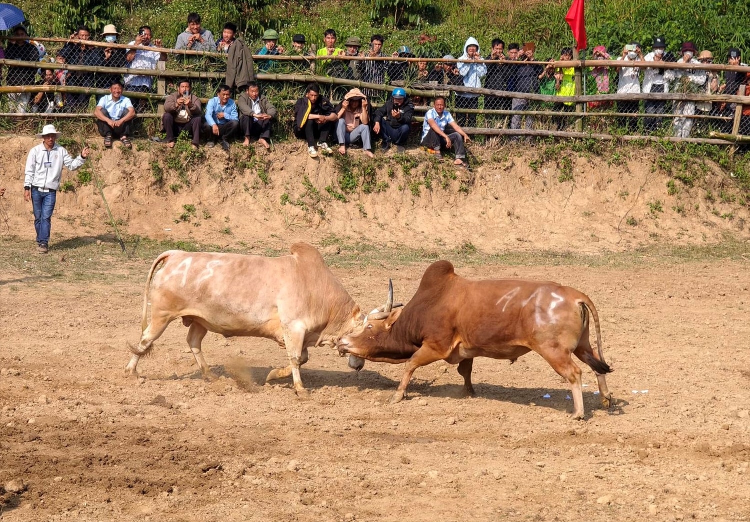 Em kg bài: Chọi bò - Nét đẹp văn hóa dân tộc Mông giữa Tây Nguyên 5