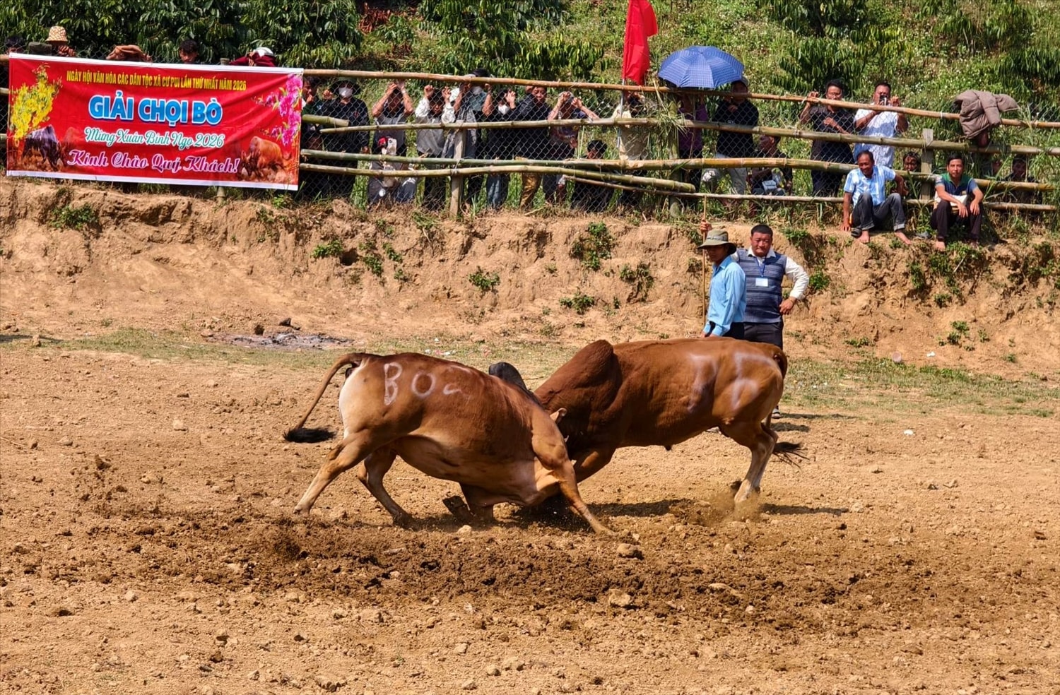 Em kg bài: Chọi bò - Nét đẹp văn hóa dân tộc Mông giữa Tây Nguyên 6