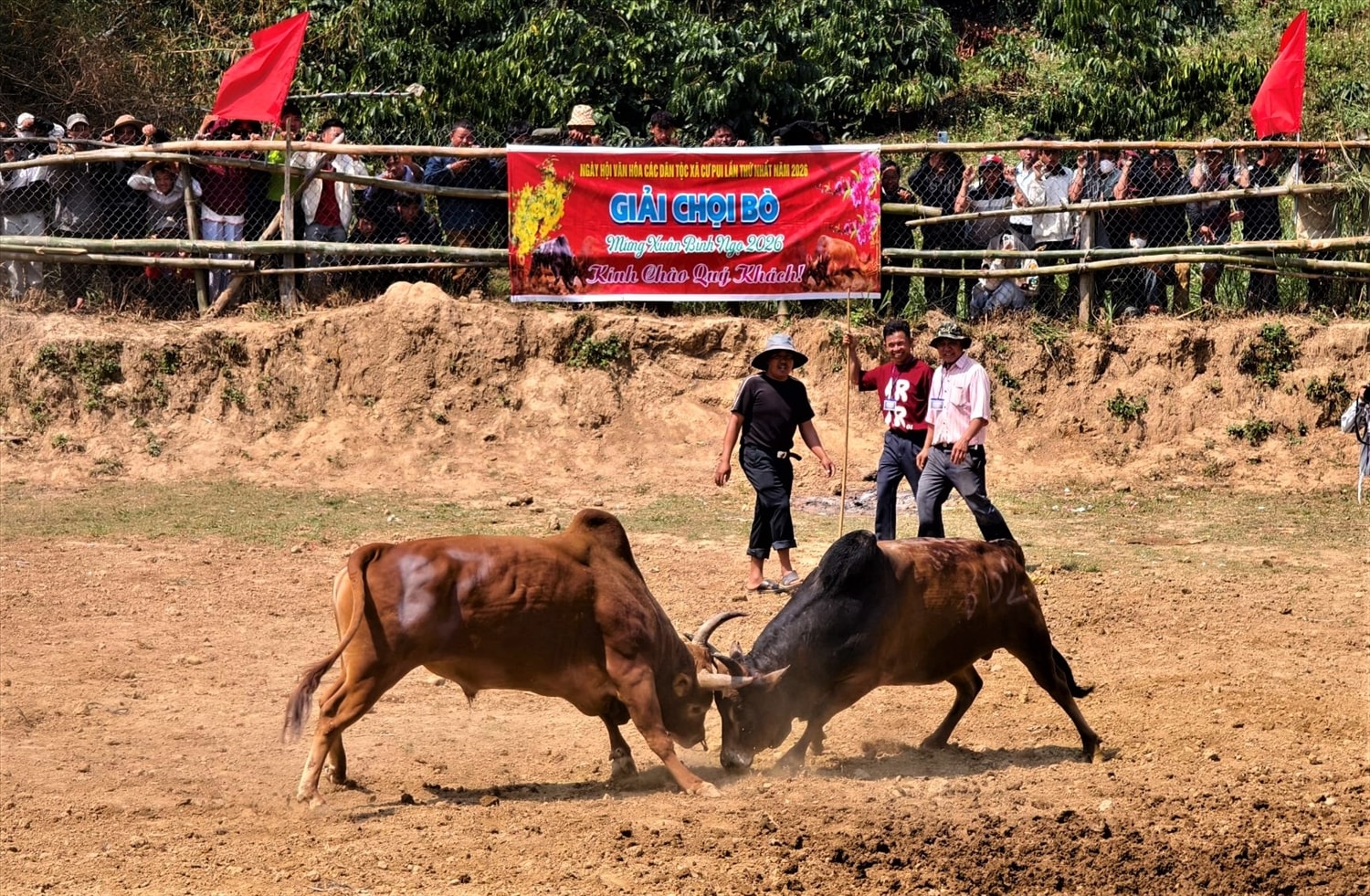 Hội chọi bò của đồng bào Mông trên vùng đất mới Tây Nguyên