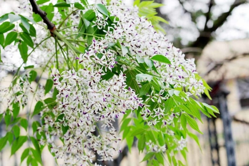 Hoa Xoan hay còn gọi là Sầu đông