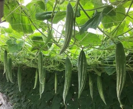 Quy trình trồng cây lặc lè đạt năng suất cao 