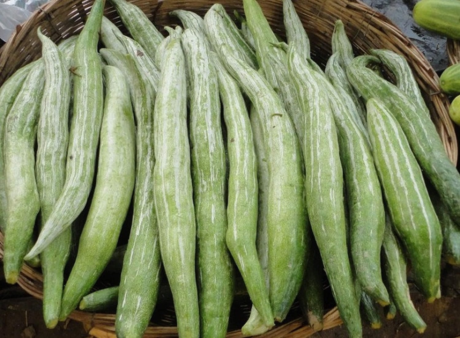 (Tổng hợp) Quy trình trồng cây lặc lè đạt năng suất cao 3