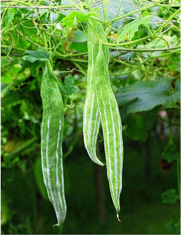 (Tổng hợp) Quy trình trồng cây lặc lè đạt năng suất cao 1