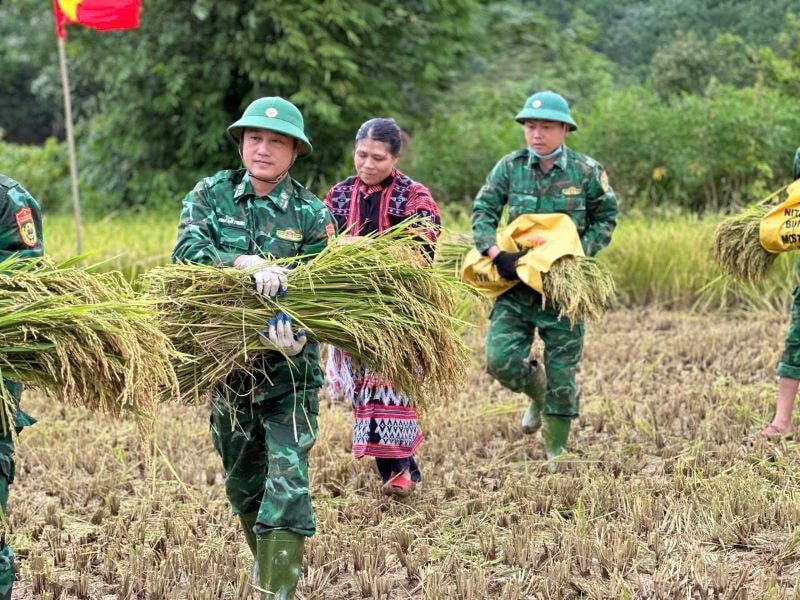 BĐBP giúp dân gặt lúa (Ảnh TL)