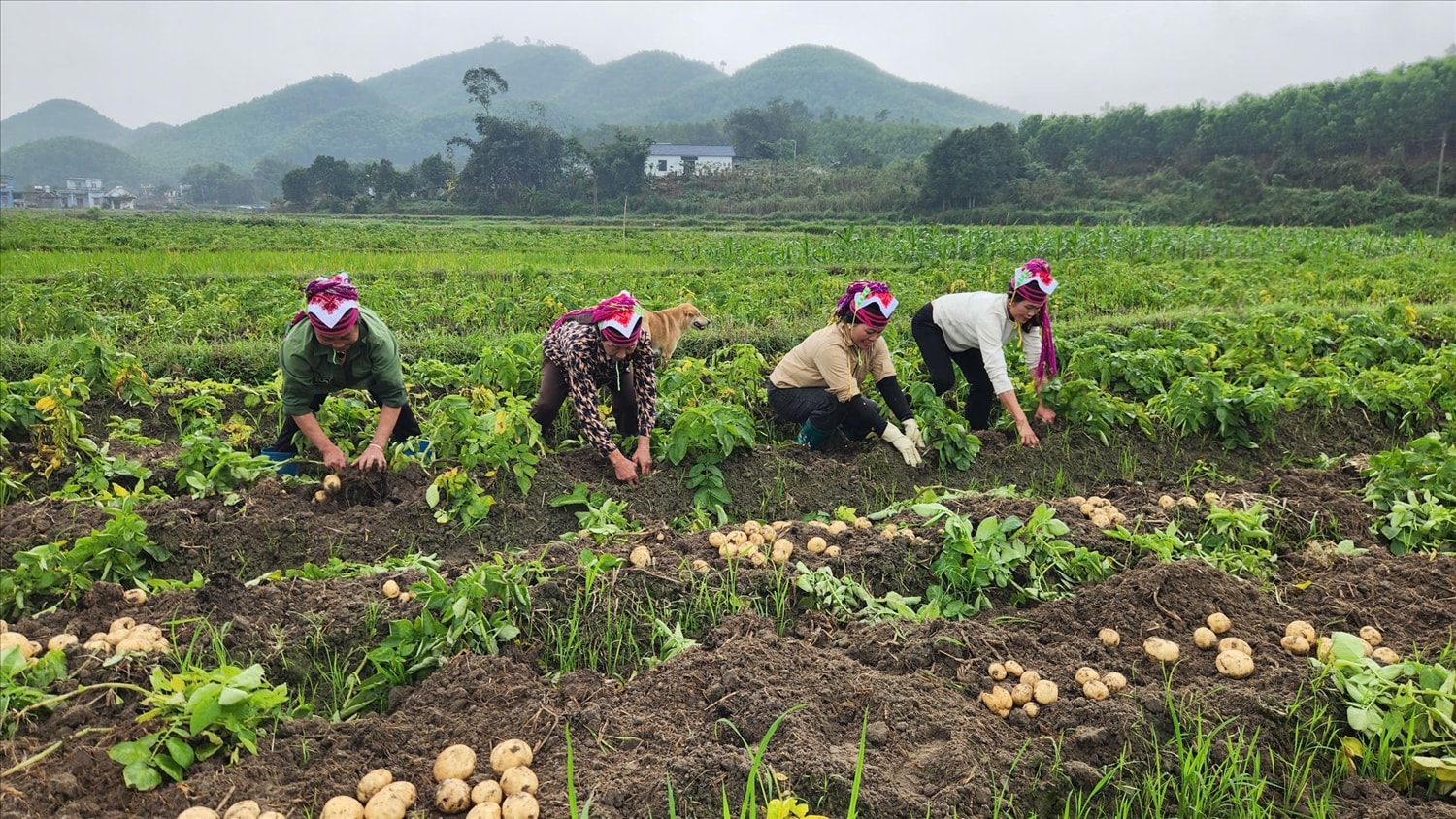 Những ngày cuối vụ đông, không khí thu hoạch khoai tây rộn ràng khắp nơi
