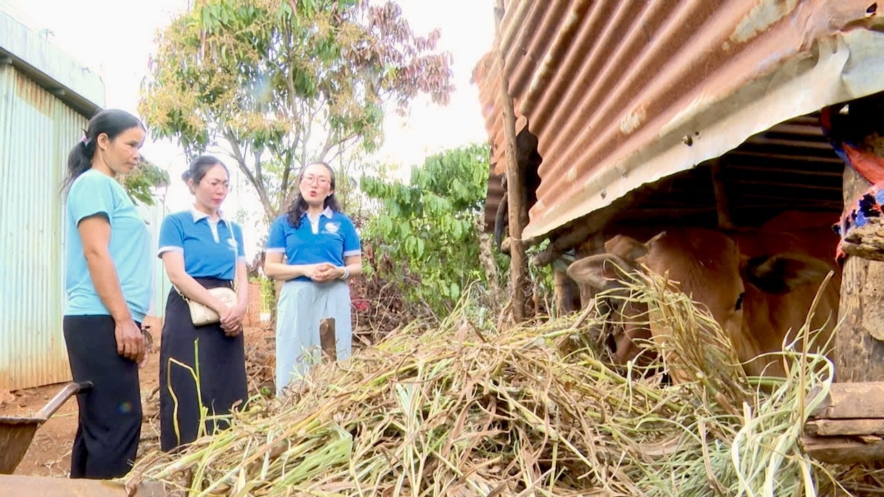 Mô hình trao bò sinh sản đã giúp nhiều hộ phụ nữ DTTS Gia Rai thoát nghèo