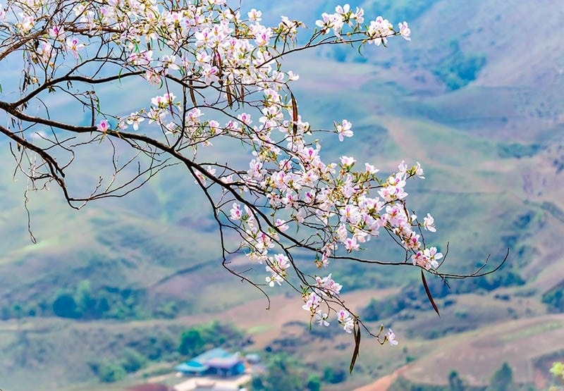 Tây Bắc mùa hoa ban (ảnh ST)
