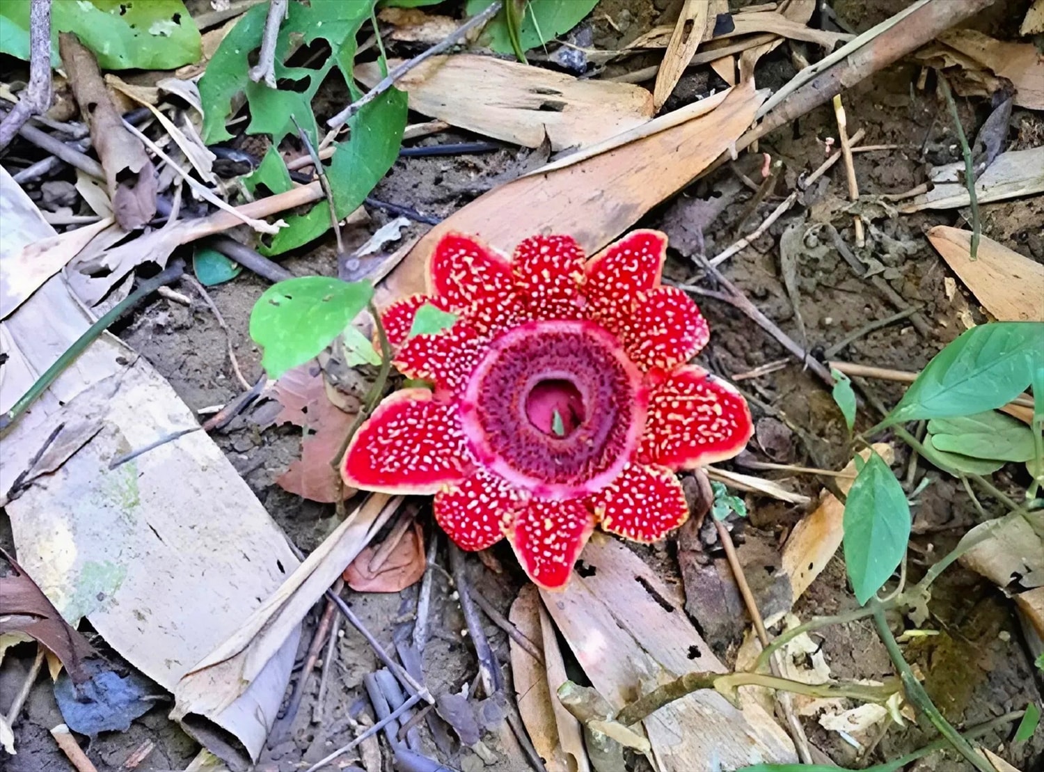 Hình ảnh loài Địa nhãn Himalaya ngoài tự nhiên (ảnh: VQG PNKB)