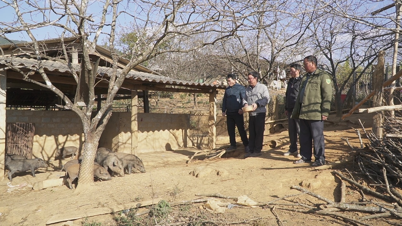 Gia đình ông Phổng (thứ 2 từ trái qua) có thu nhập khoảng 200 triệu đồng mỗi năm từ nuôi lợn rừng (Ảnh Trọng Bảo)