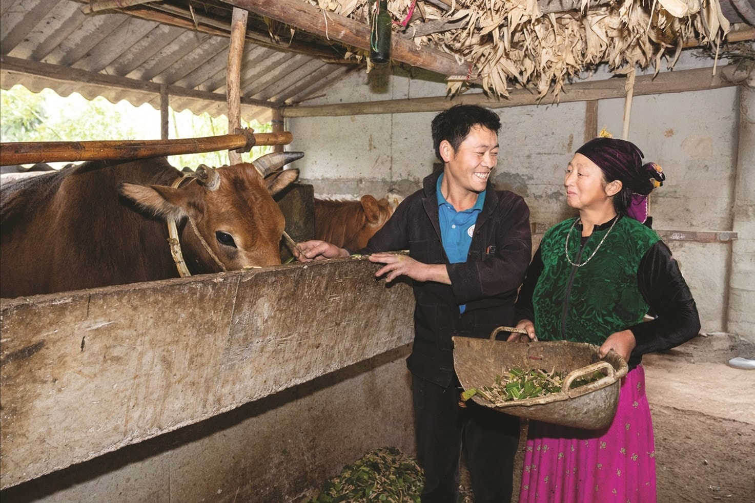 Từ nguồn vốn của Chương trình MTQG 1719, nhiều hộ dân tại Tuyên Quang đã được hỗ trợ  phát triển mô hình sinh kế phù hợp. Ảnh: Vũ Mừng