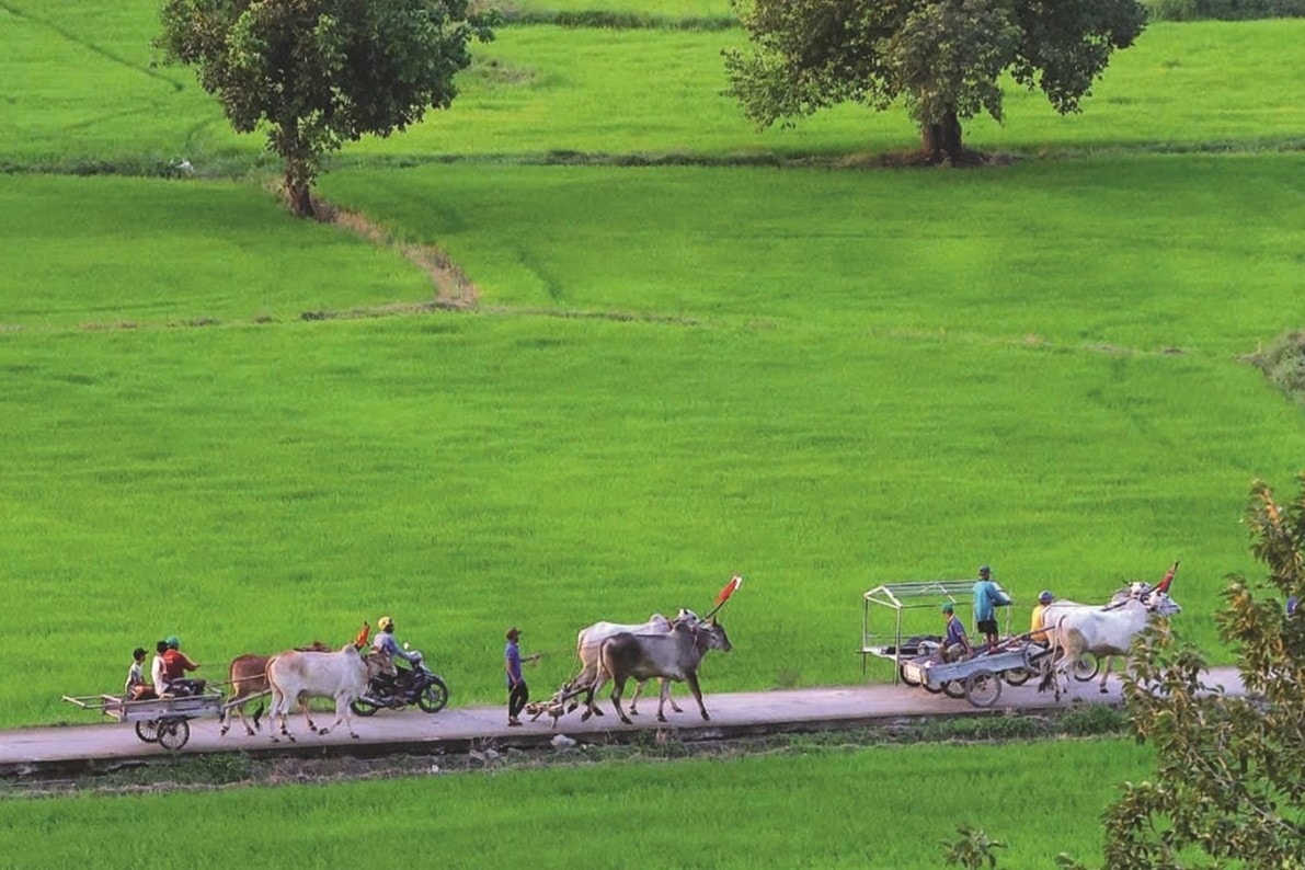 Đồng bào Khmer trên những cánh đồng lúa tốt tươi, mang theo ước mơ về cuộc sống ấm no