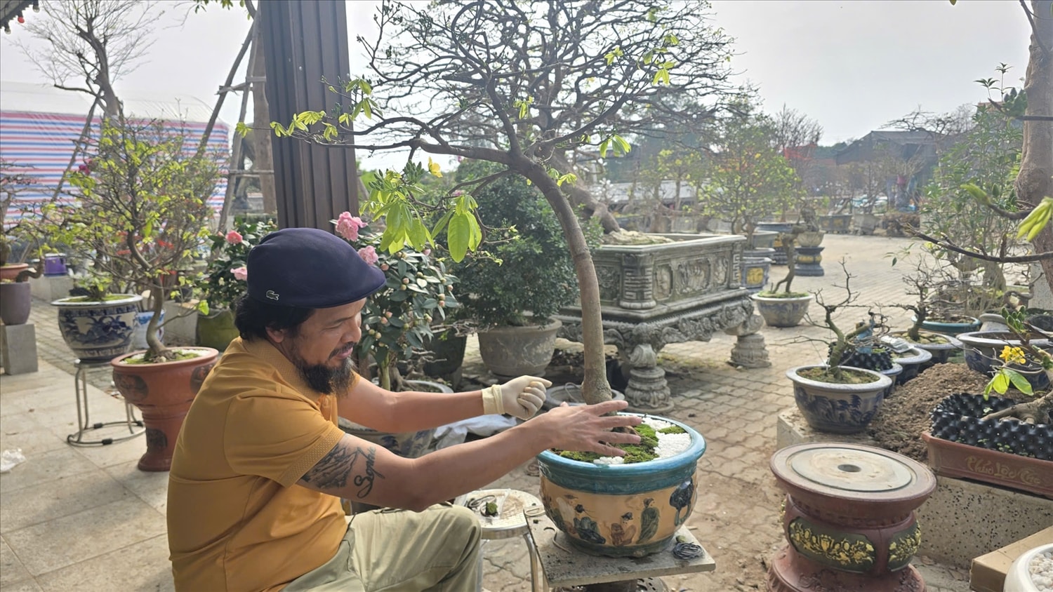 Người dân phường Bình Khê chăm sóc mai cảnh Yên Tử