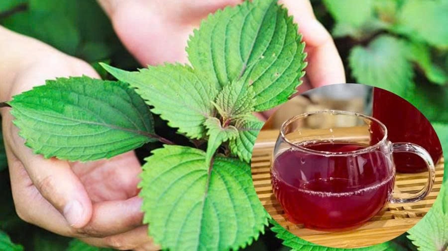 Bài thuốc hay từ lá tía tô nấu với gừng 